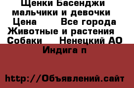 Щенки Басенджи ,мальчики и девочки › Цена ­ 1 - Все города Животные и растения » Собаки   . Ненецкий АО,Индига п.